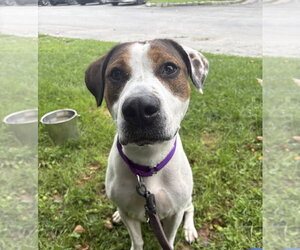Mutt Dogs for adoption in Elmsford, NY, USA