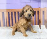 Small Labrador Retriever Mix