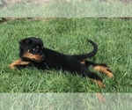 Small Photo #22 Rottweiler Puppy For Sale in OAK GLEN, CA, USA