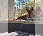 Small #10 American Staffordshire Terrier Mix