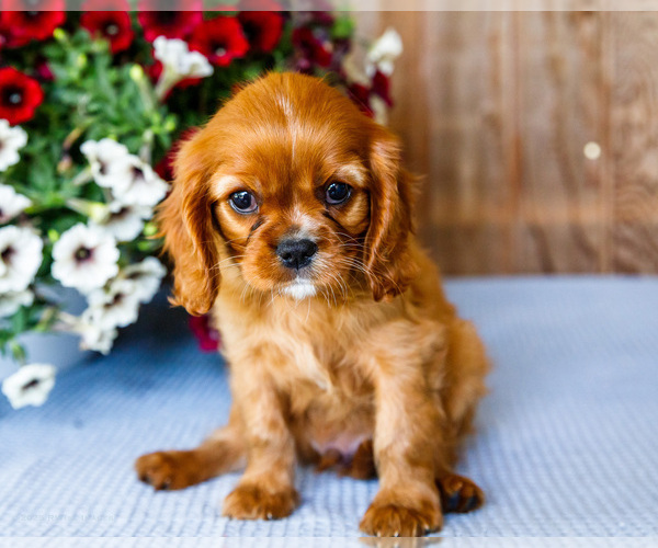 Medium Photo #2 Cavalier King Charles Spaniel Puppy For Sale in WAKARUSA, IN, USA