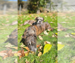 Small Photo #2 Bo-Dach Puppy For Sale in Springdale, PA, USA