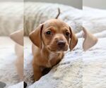 Small Photo #4 Dachshund Puppy For Sale in SAN DIEGO, CA, USA