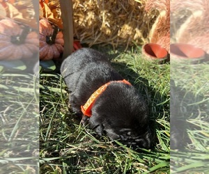 Labrador Retriever Puppy for sale in NEOLA, WV, USA