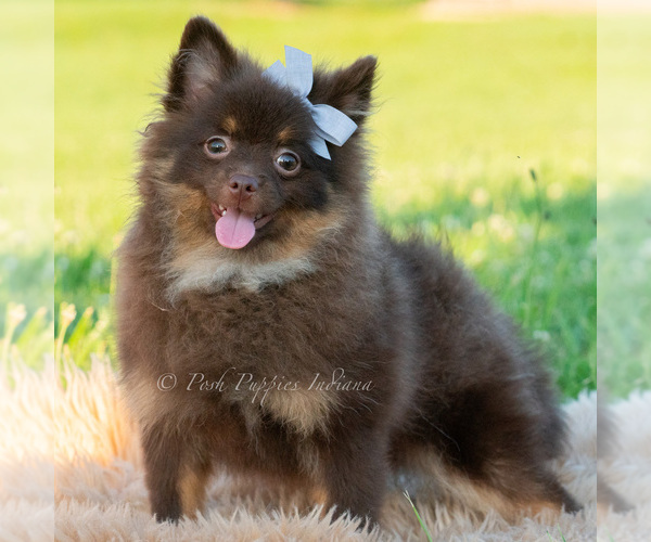 Medium Photo #58 Pomeranian Puppy For Sale in WARSAW, IN, USA