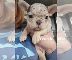 Small Photo #9 French Bulldog Puppy For Sale in GOBLES, MI, USA