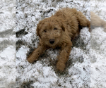 Small Photo #3 Goldendoodle (Miniature) Puppy For Sale in NILES, MI, USA