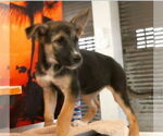 Small German Shepherd Dog Mix