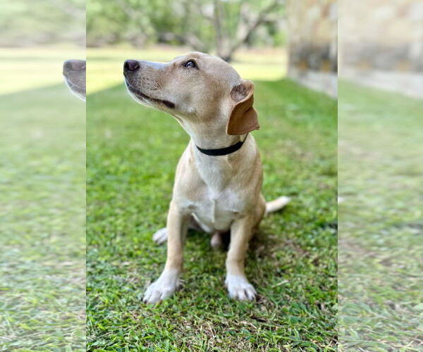 Medium Photo #2 Beagle-Unknown Mix Puppy For Sale in PIPE CREEK, TX, USA