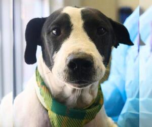 American Staffordshire Terrier Dogs for adoption in San Antonio, TX, USA