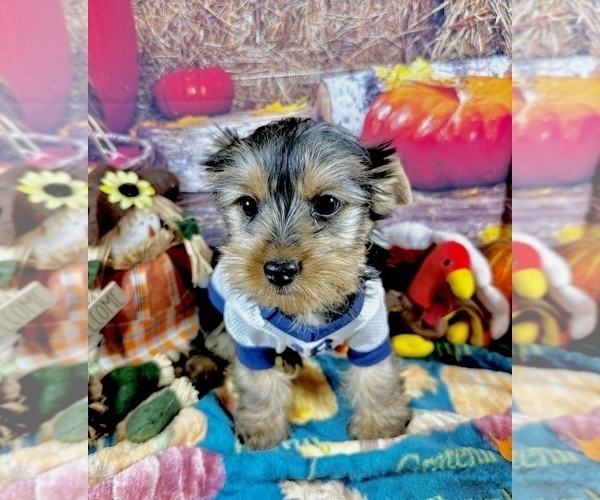 Medium Photo #1 Yorkshire Terrier Puppy For Sale in CASSVILLE, MO, USA