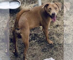 American Staffordshire Terrier Dogs for adoption in San Antonio, TX, USA