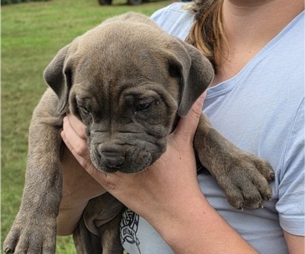 Medium Photo #3 Cane Corso Puppy For Sale in MOORESBORO, NC, USA