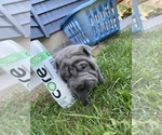 Small #2 Chinese Shar-Pei