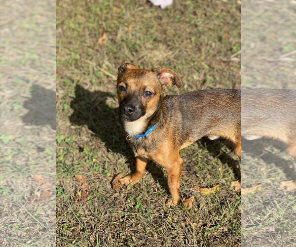 Medium Photo #10 Chihuahua Puppy For Sale in Lewistown, PA, USA