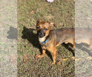 Poppy - Male Chihuahua Dog for Adoption - Photo #10