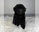 Small Photo #1 Poodle (Miniature) Puppy For Sale in FRANKLIN, IN, USA