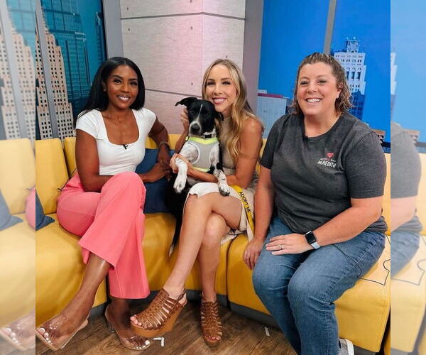 Medium Photo #5 German Shorthaired Pointer-Unknown Mix Puppy For Sale in Overland Park, KS, USA