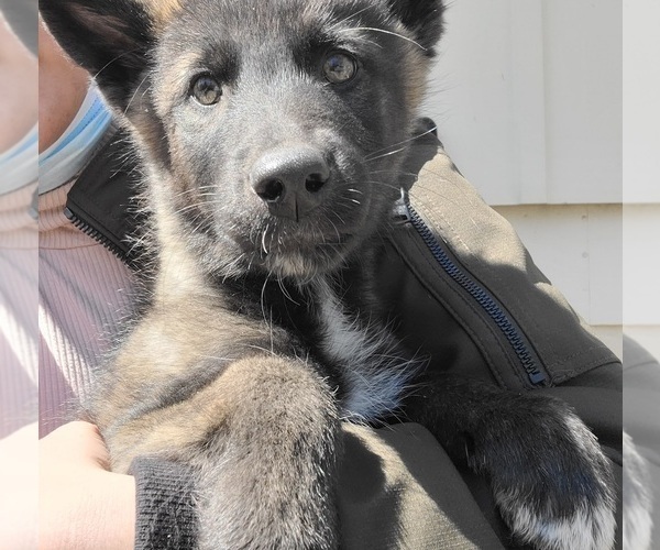 View Ad Wolf Hybrid Litter of Puppies for Sale near