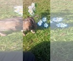 Small #8 Mastiff