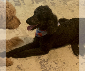 Father of the Goldendoodle puppies born on 08/06/2023