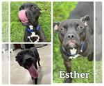 Small American Staffordshire Terrier Mix