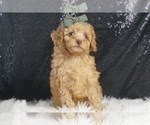 Small Photo #2 Poodle (Miniature) Puppy For Sale in WARSAW, IN, USA