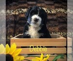 Small Photo #4 Bernedoodle Puppy For Sale in CLARE, MI, USA