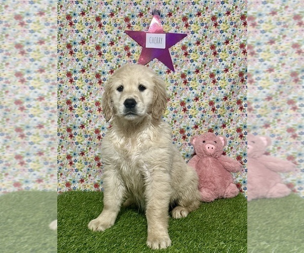 Medium Photo #3 Golden Retriever Puppy For Sale in COLTON, CA, USA