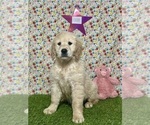 Small Photo #3 Golden Retriever Puppy For Sale in COLTON, CA, USA