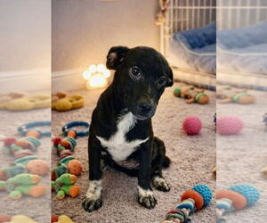 Labrador Retriever Dogs for adoption in San Diego, CA, USA