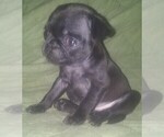 Small Photo #2 Pug Puppy For Sale in FORT WAYNE, IN, USA