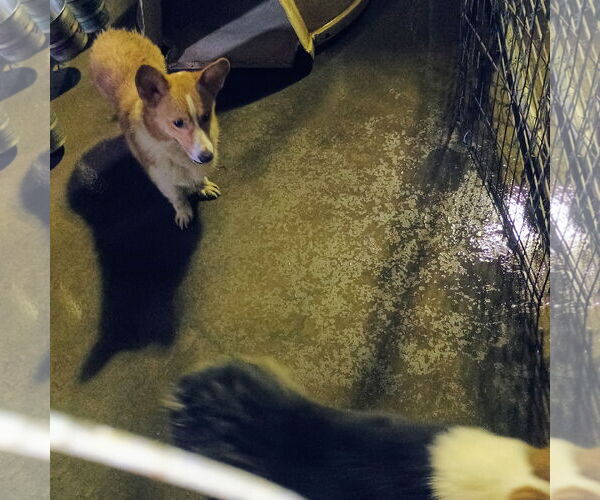 Medium Photo #1 Pembroke Welsh Corgi Puppy For Sale in Bonifay, MO, USA