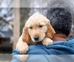 Small Photo #20 Golden Retriever Puppy For Sale in GRAND RAPIDS, MI, USA