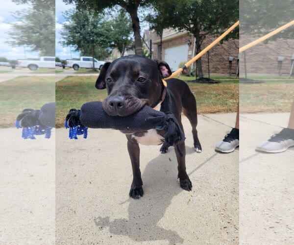 Medium Photo #29 American Staffordshire Terrier-Unknown Mix Puppy For Sale in Rosenberg, TX, USA