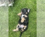Small Photo #2 Aussiedoodle Miniature  Puppy For Sale in COMMERCE, MI, USA