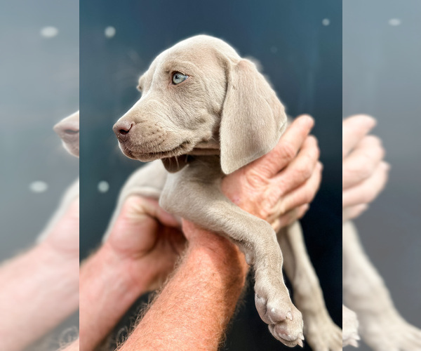 Medium Photo #7 Weimaraner Puppy For Sale in WILDWOOD, FL, USA