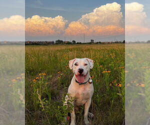 Bulloxer Dogs for adoption in Minneapolis, MN, USA