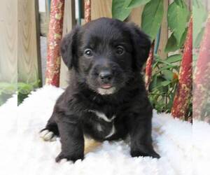 Pembroke Welsh Corgi-Poodle (Miniature) Mix Puppy for sale in LANCASTER, PA, USA