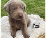 Small Photo #10 Labrador Retriever Puppy For Sale in BATESVILLE, AR, USA