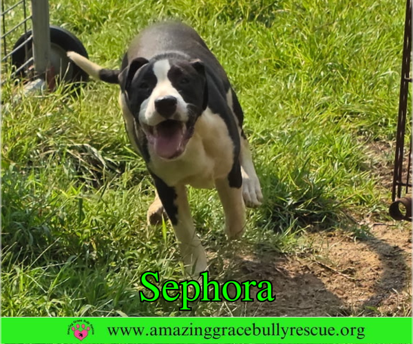 Medium Photo #4 Labrador Retriever-Unknown Mix Puppy For Sale in Milton, FL, USA