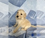 Small Photo #14 Goldendoodle Puppy For Sale in MC LEANSVILLE, NC, USA