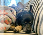 Small Photo #23 Mutt Puppy For Sale in Philadelphia, PA, USA
