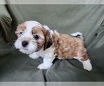 Small #2 Maltese-Poodle (Toy) Mix