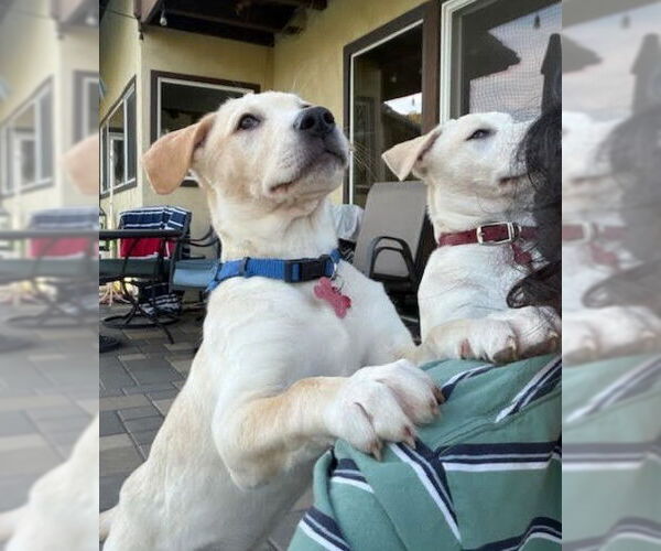 Medium Photo #4 Mutt Puppy For Sale in San Diego, CA, USA