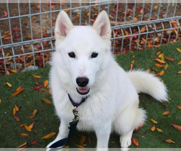Medium Photo #1 Siberian Husky Puppy For Sale in Martinez, CA, USA