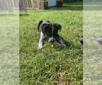 Small #3 Mutt