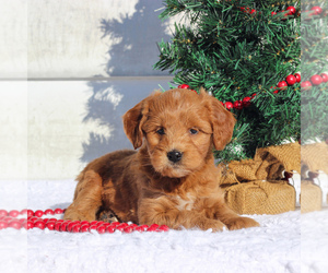 Goldendoodle (Miniature) Puppy for sale in CHRISTIANA, PA, USA