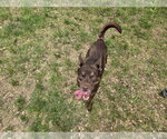 Small Australian Kelpie-Australian Shepherd Mix