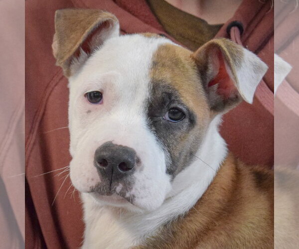 Medium Photo #7 American Staffordshire Terrier-Boxer Mix Puppy For Sale in Huntley, IL, USA